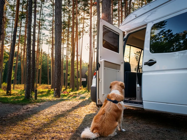 A dog waiting in the doorway of a camper van in a pine forest